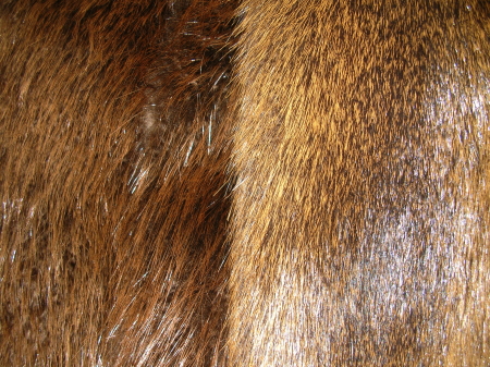 nutrie